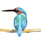 Kingfisher A4 Fine Art Print  - Image 1