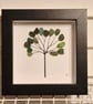 Simple little seaham seaglass tree sea glass in black box frame 