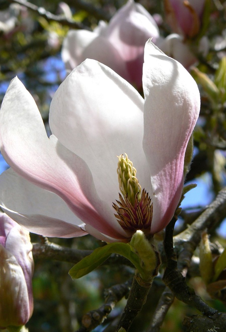Magnolia