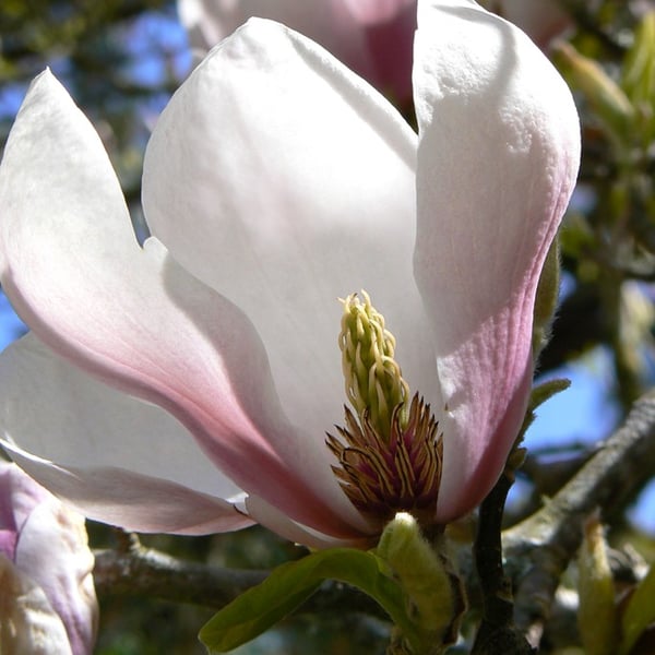 Magnolia