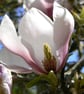 Magnolia - Image 1