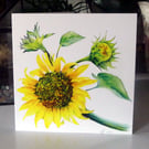 Sunflower Botanical Blank Greeting Card from Original Watercolour Painting
