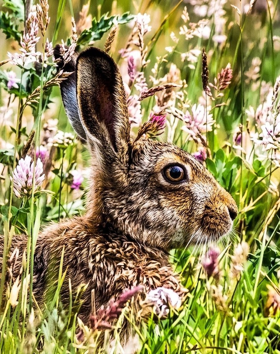 Wild Hare