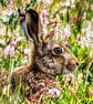 Wild Hare