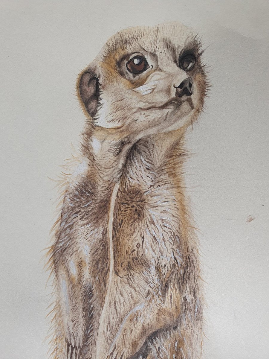 Meerkat on the Lookout (Original) 