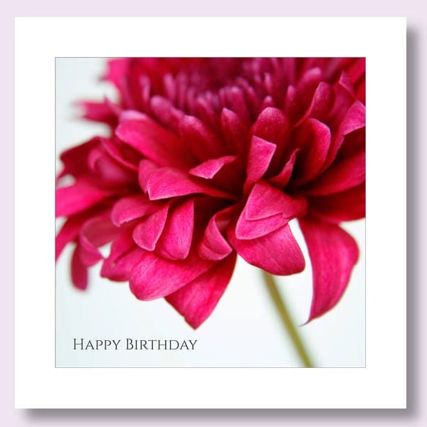 Chrysanthemum Birthday Card