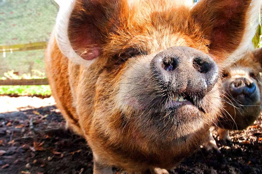 New Zealand Kunekune Pig Photograph Print