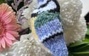 British Wild birds Collection 