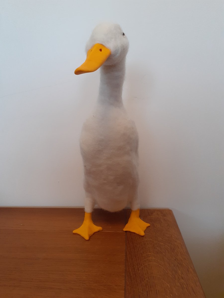Indian Runner Duck 