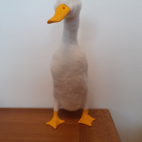 Indian Runner Duck 