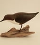 Dipper on driftwood - Image 2