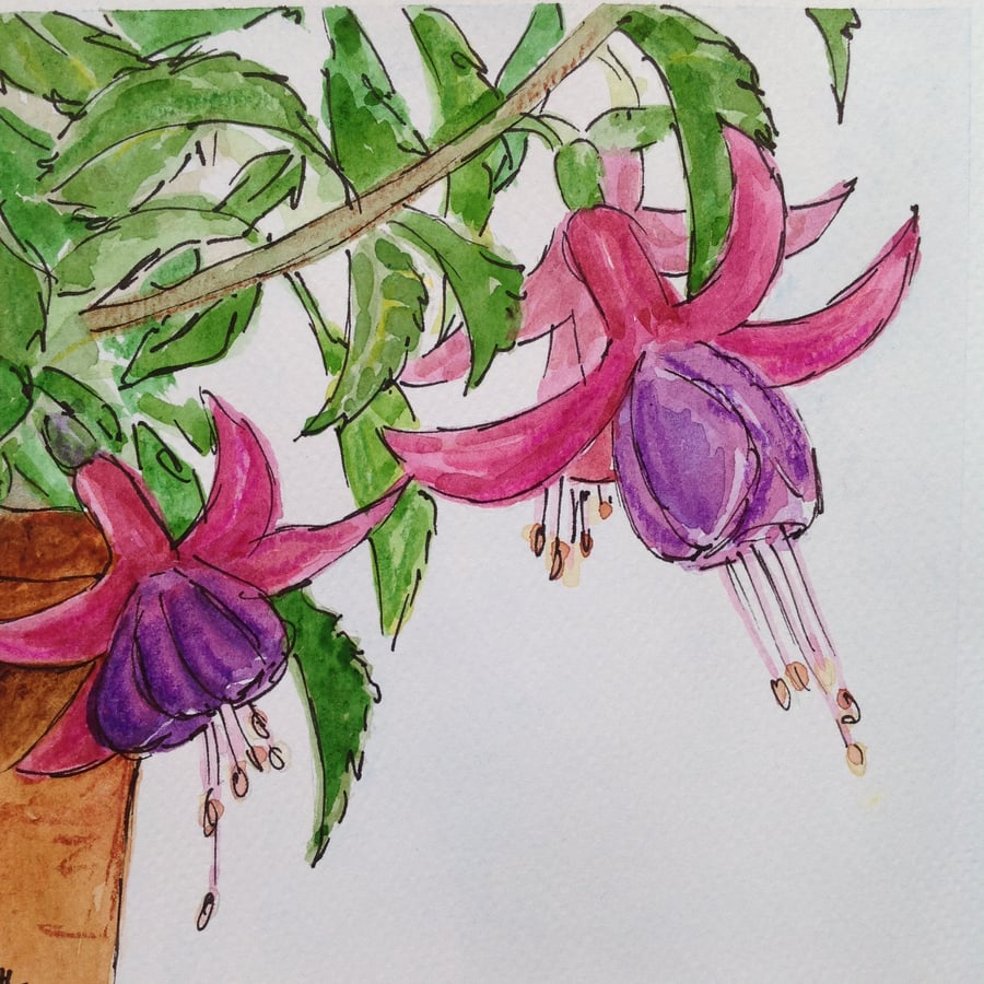 Fuchsia original watercolour and ink painting 