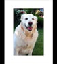 Golden Retriever Dog Canine Portrait Photograph Print - Image 2