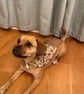 Bones and Paw prints dog bandana, reversible, neckerchief style from  - Image 2