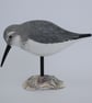 Dunlin on oyster shell   - Image 2