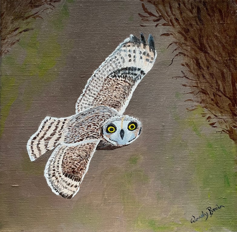 A Short-eared Owl in flight 