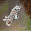 A Short-eared Owl in flight 