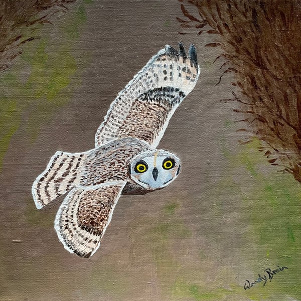 A Short-eared Owl in flight 