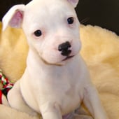 Caroline Polden Flowers