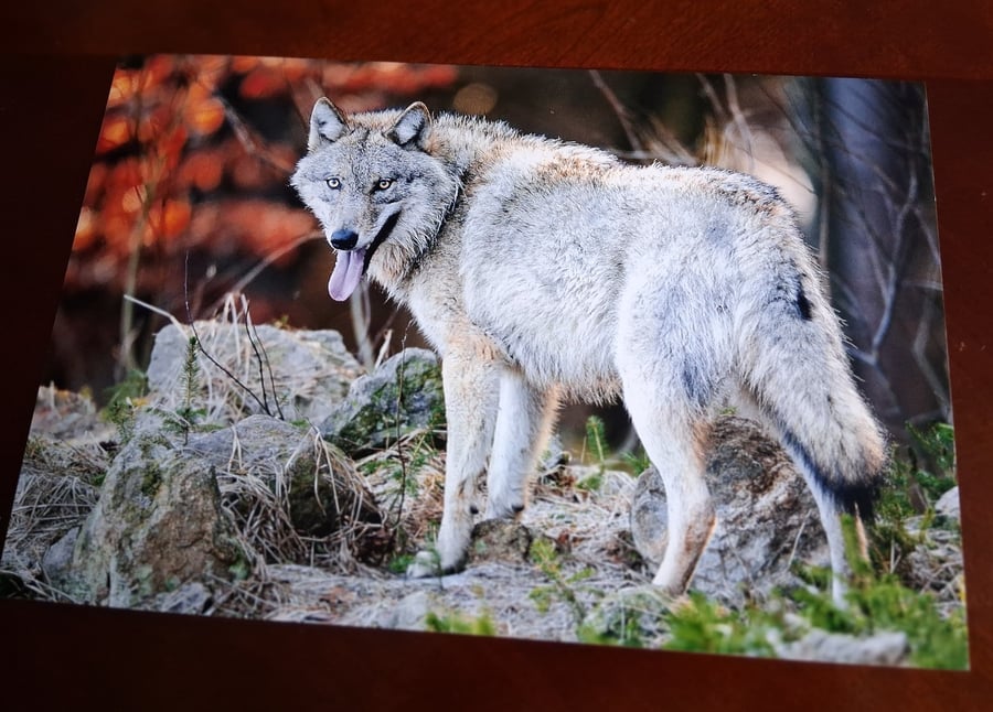 WOLF PHOTOGRAPH 