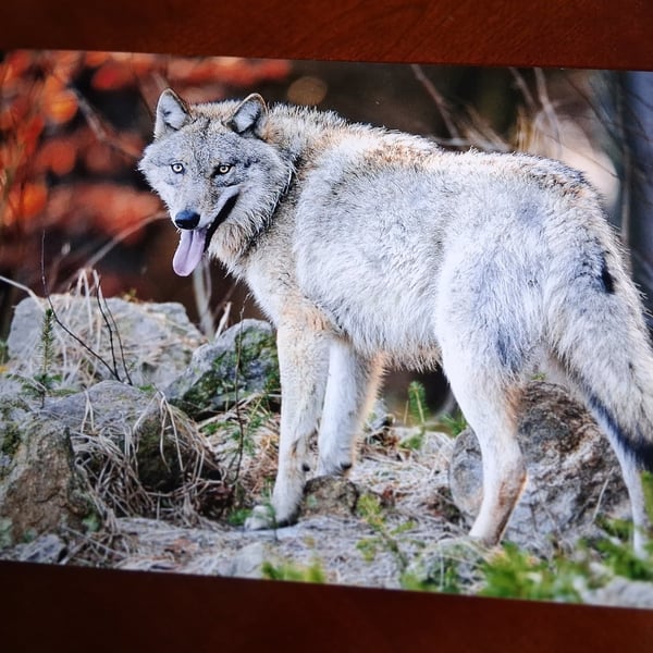 WOLF PHOTOGRAPH 