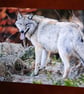 WOLF PHOTOGRAPH 