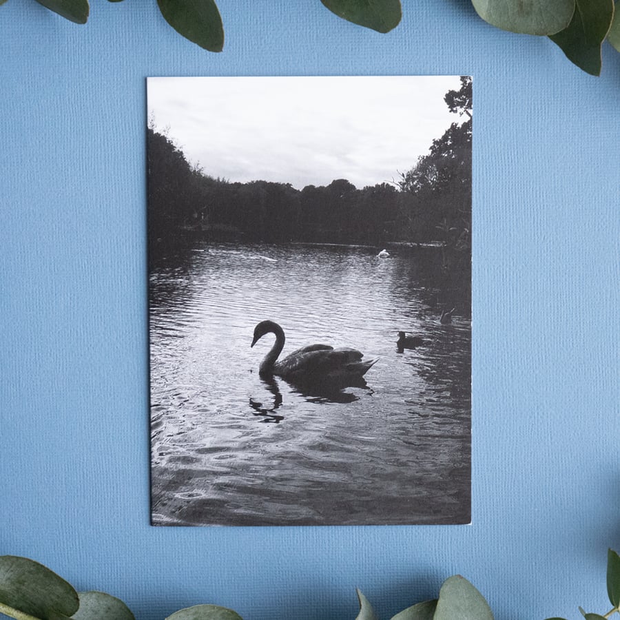 Landscape Greeting Card - Blank - Swan Noir, Epping Forest