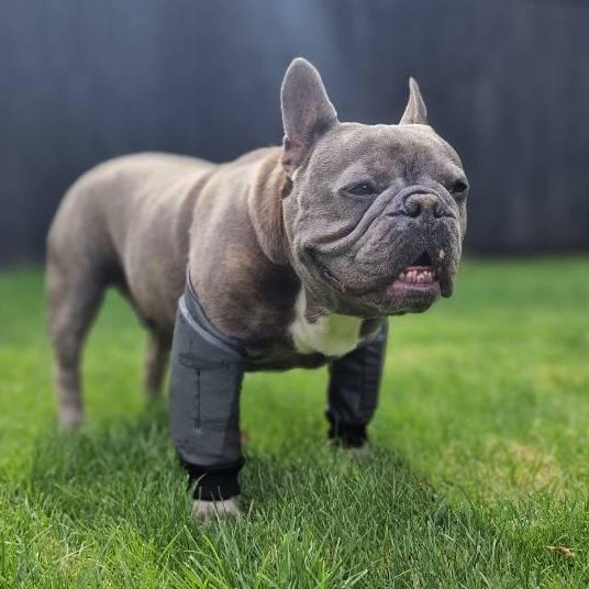 Dog Leg Protector, waterproof  Cushioned leg Support for Callus, Hygroma Relief.