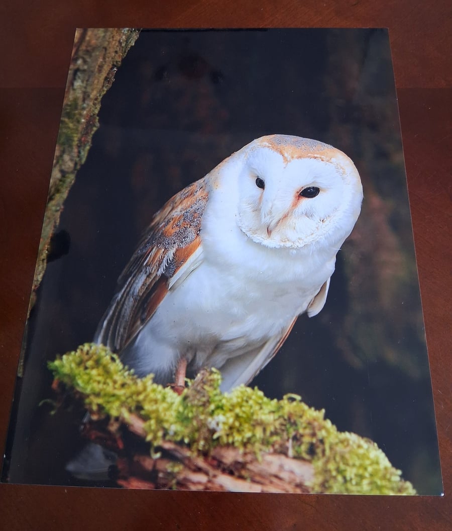 BARN OWL PHOTOGRAPH 16x12