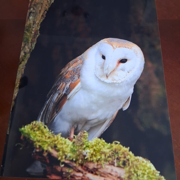 BARN OWL PHOTOGRAPH 16x12