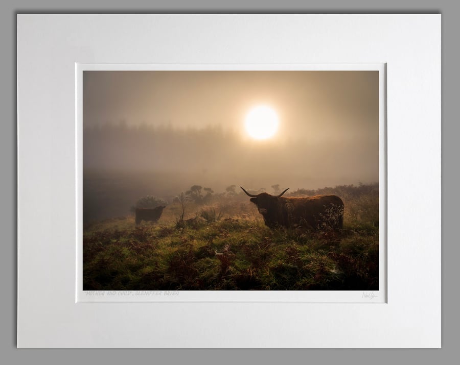 Highland Cow and Calf Scotland - A3 (50x40cm) Unframed Print