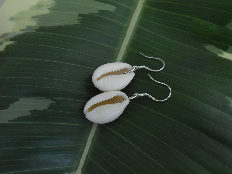 Seashell earrings in sterling silver. Cowrie shell earrings with free gift box.