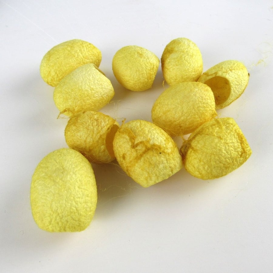 10 Weld Bright Yellow Naturally Dyed Silk Cocoons