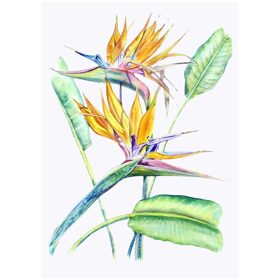 Bird of Paradise Flower Botanical Watercolour Painting Original Modern Botanical