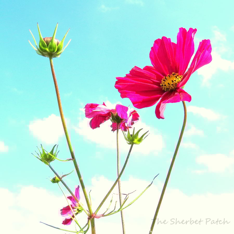 Summer meadow, a bee's eye view. A 20cm x 20cm Print. (8 x 8 inches)