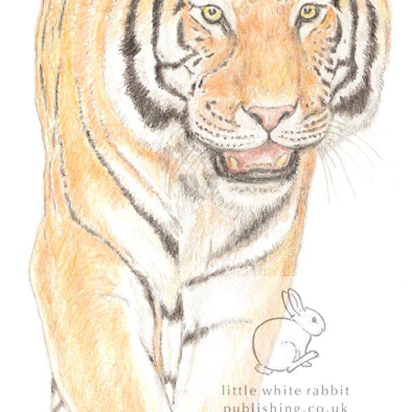 Tiger -  Birthday Card