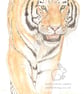 Tiger -  Birthday Card - Image 1