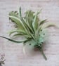 Shades of Olive Apple Sage Green & Pearl Regency Feather Sprig Headpiece Pin - Image 1