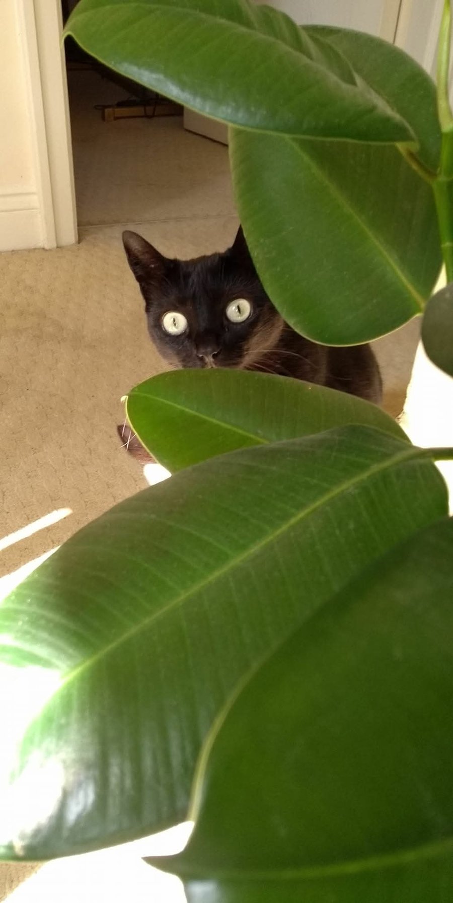 Purrista Café