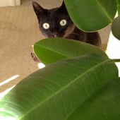 Purrista Café