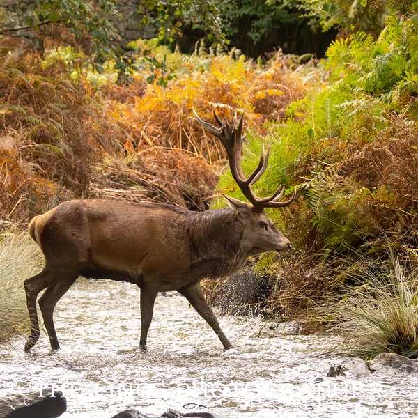 Red Stag print (Limited edition of 10)