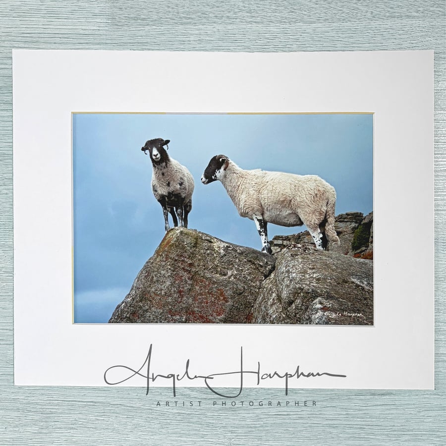 Colour Photograph - Derbyshire Peak District - Two Sheep