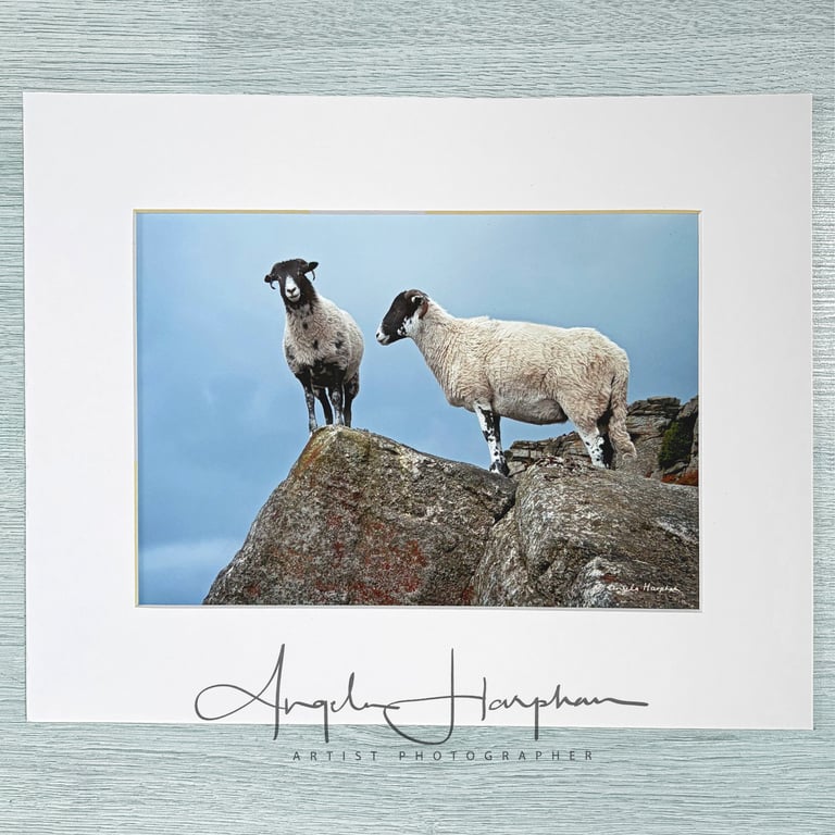 Colour Photograph - Derbyshire Peak District - Two Sheep