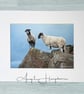 Colour Photograph - Derbyshire Peak District - Two Sheep
