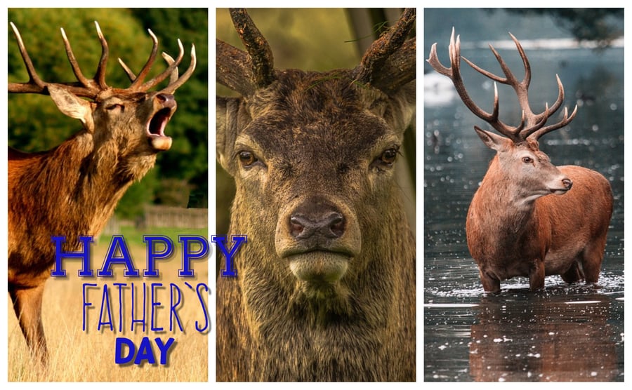 Happy Father's Day Stags Card A5