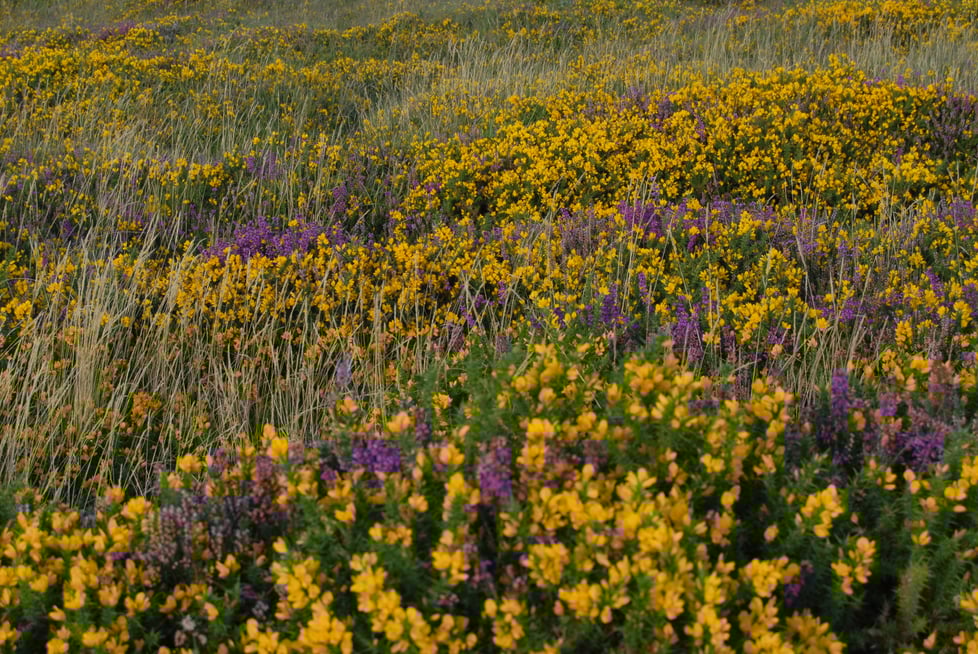 Philippa Lewis Ceramics