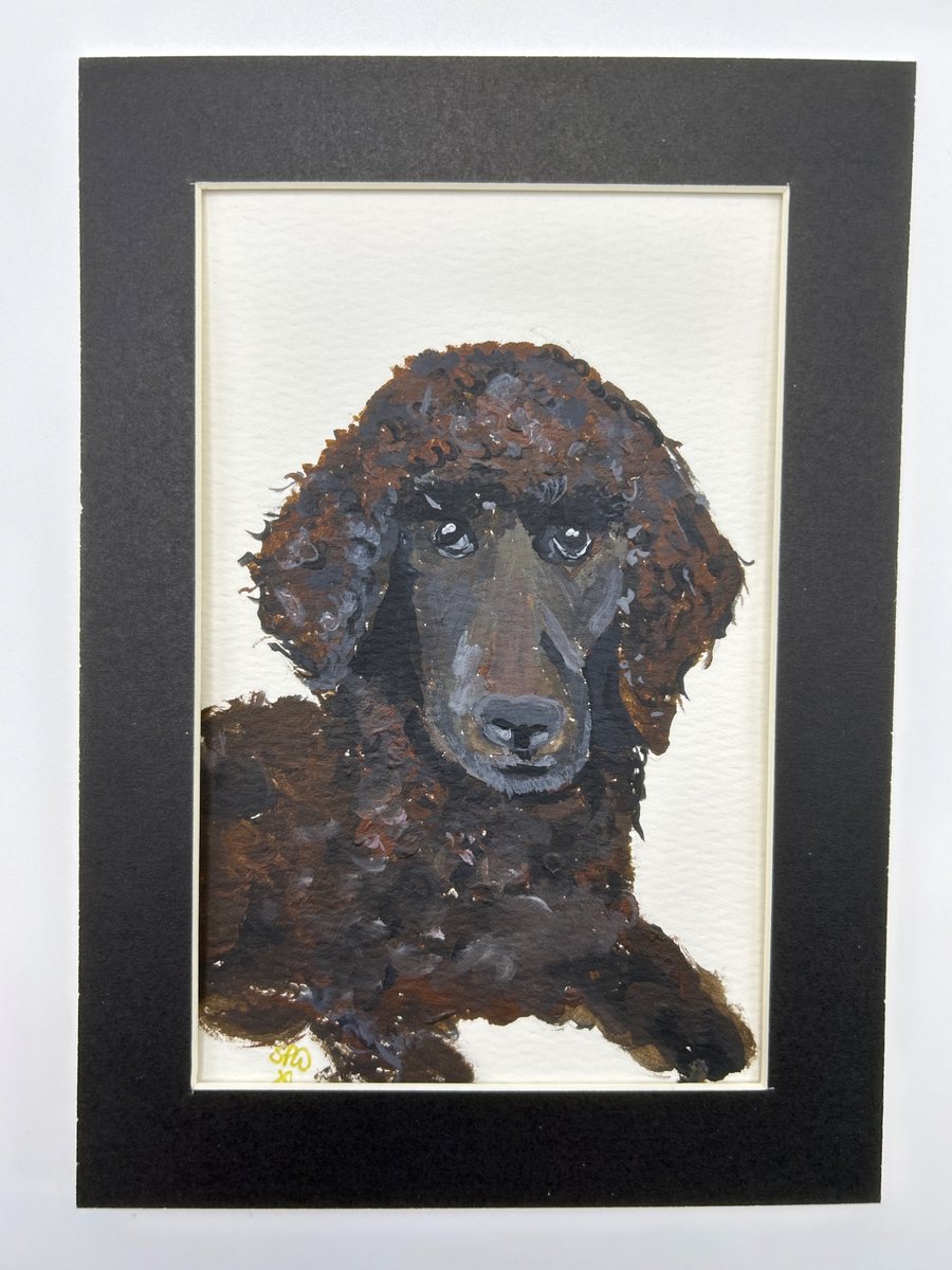 Poodle portrait. Original painting 5x7" 