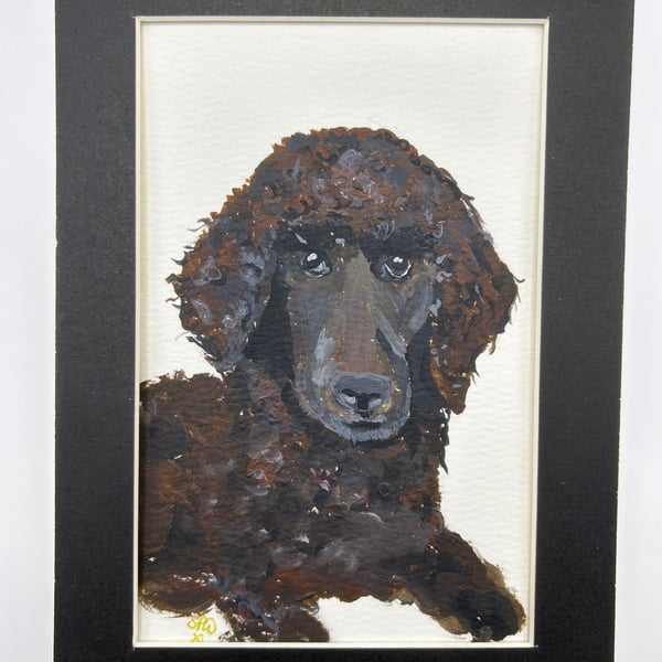 Poodle portrait. Original painting 5x7" 