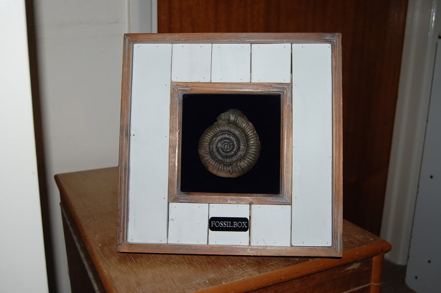 Framed Yorkshire Ammonite
