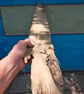 Blitz Timber 4 - Image 9
